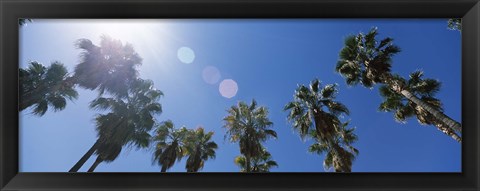 Framed Low angle view of palm trees, Downtown San Jose, San Jose, Santa Clara County, California, USA Print