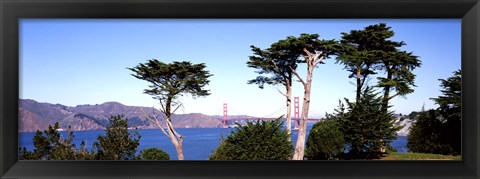 Framed View of a suspension  bridge through trees, Golden Gate Bridge, San Francisco Bay, San Francisco, California, USA Print