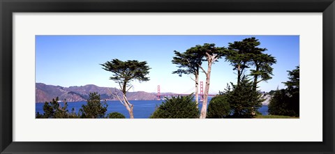 Framed View of a suspension  bridge through trees, Golden Gate Bridge, San Francisco Bay, San Francisco, California, USA Print
