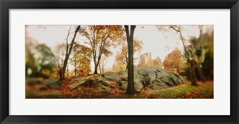 Framed Trees in a park, Central Park, Manhattan, New York City, New York State, USA Print