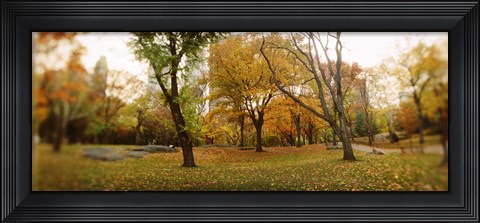 Framed Shedding trees, Central Park, Manhattan, New York City, New York State, USA Print