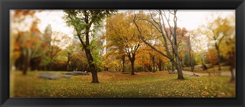 Framed Shedding trees, Central Park, Manhattan, New York City, New York State, USA Print