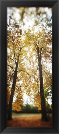 Framed Autumn trees in a park, Volunteer Park, Capitol Hill, Seattle, King County, Washington State, USA Print