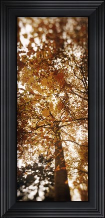 Framed Autumn Trees on Capitol Hill, Seattle, Washington Print