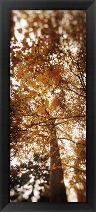 Framed Autumn Trees on Capitol Hill, Seattle, Washington Print