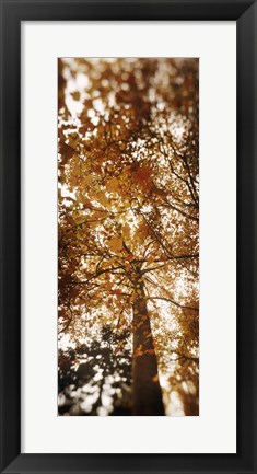 Framed Autumn Trees on Capitol Hill, Seattle, Washington Print