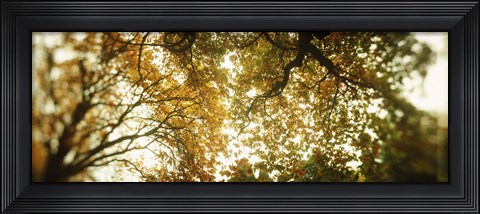 Framed Autumn Trees in Volunteer Park, Seattle, Washington Print
