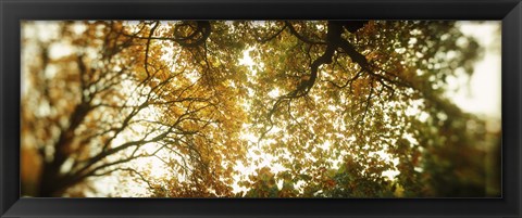 Framed Autumn Trees in Volunteer Park, Seattle, Washington Print