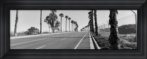 Framed Palm trees along a road, San Diego, California, USA Print