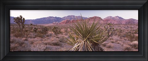 Framed Yucca plant in a desert, Red Rock Canyon, Las Vegas, Nevada, USA Print