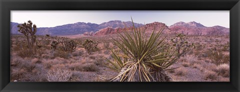 Framed Yucca plant in a desert, Red Rock Canyon, Las Vegas, Nevada, USA Print