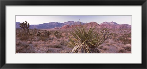 Framed Yucca plant in a desert, Red Rock Canyon, Las Vegas, Nevada, USA Print