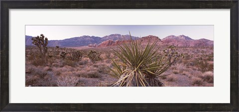 Framed Yucca plant in a desert, Red Rock Canyon, Las Vegas, Nevada, USA Print
