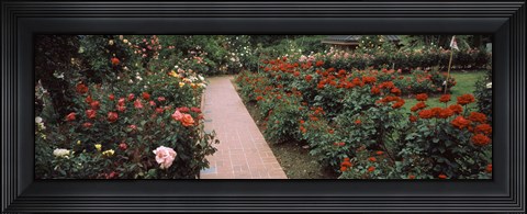 Framed International Rose Test Garden, Washington Park, Portland, Oregon Print