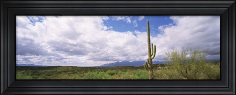 Framed Cactus in a desert, Saguaro National Monument, Tucson, Arizona, USA Print