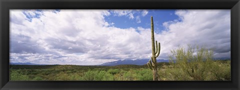 Framed Cactus in a desert, Saguaro National Monument, Tucson, Arizona, USA Print