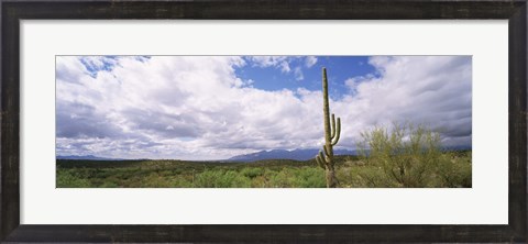 Framed Cactus in a desert, Saguaro National Monument, Tucson, Arizona, USA Print