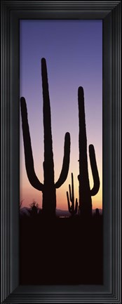 Framed Saguaro cacti, Saguaro National Park, Tucson, Arizona, USA Print