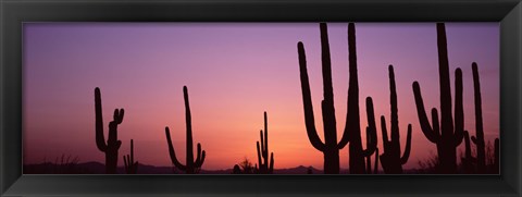 Framed Purple Sky Behind Cacti in the Saguaro National Park, Arizona Print