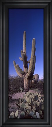 Framed Low angle view of a Saguaro cactus, Saguaro National Park, Tucson, Arizona Print