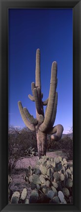 Framed Low angle view of a Saguaro cactus, Saguaro National Park, Tucson, Arizona Print