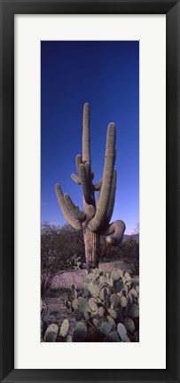 Framed Low angle view of a Saguaro cactus, Saguaro National Park, Tucson, Arizona Print