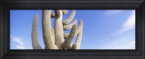 Framed Low angle view of a Saguaro cactus(Carnegiea gigantea), Saguaro National Park, Tucson, Pima County, Arizona, USA Print