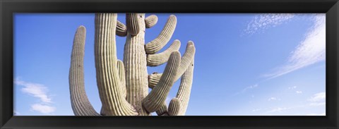 Framed Low angle view of a Saguaro cactus(Carnegiea gigantea), Saguaro National Park, Tucson, Pima County, Arizona, USA Print