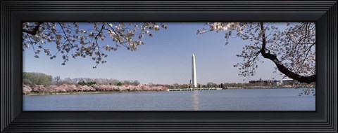Framed Cherry blossom with monument in the background, Washington Monument, Tidal Basin, Washington DC, USA Print