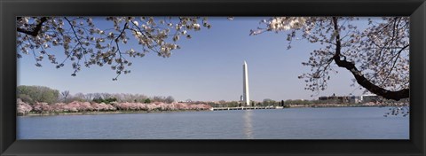 Framed Cherry blossom with monument in the background, Washington Monument, Tidal Basin, Washington DC, USA Print