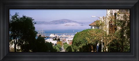 Framed Trees along the Hyde Street, San Francisco, California, USA Print