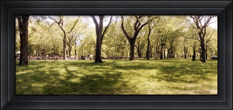 Framed Trees and grass in a Central Park in the spring time, New York City, New York State, USA Print