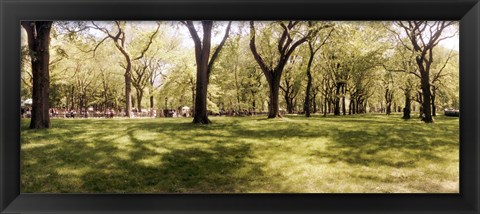 Framed Trees and grass in a Central Park in the spring time, New York City, New York State, USA Print