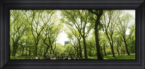 Framed Central Park in the spring time, New York City Print