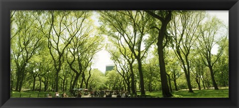 Framed Central Park in the spring time, New York City Print