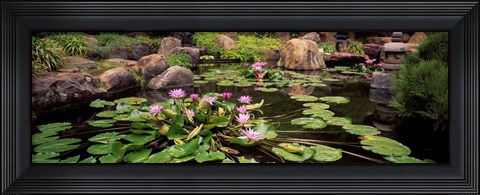 Framed Lotus blossoms, Japanese Garden, University of California, Los Angeles, California Print