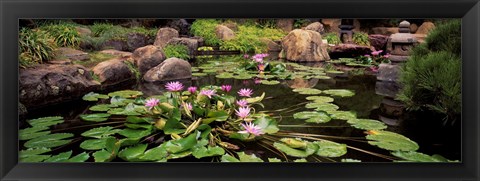 Framed Lotus blossoms, Japanese Garden, University of California, Los Angeles, California Print