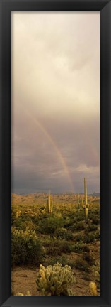 Framed Teddy-Bear Cholla and Saguaro cacti on a landscape, Sonoran Desert, Phoenix, Arizona, USA Print