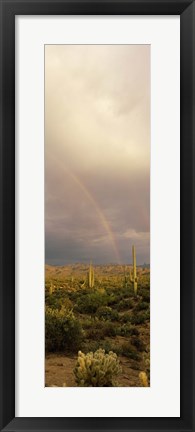 Framed Teddy-Bear Cholla and Saguaro cacti on a landscape, Sonoran Desert, Phoenix, Arizona, USA Print