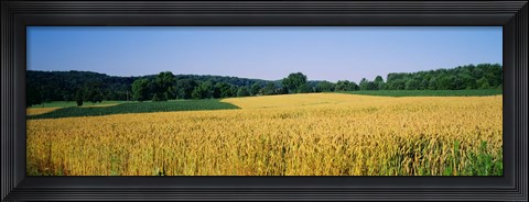 Framed Field Crop, Maryland, USA Print