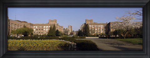 Framed Trees in the lawn of a university, University of Washington, Seattle, King County, Washington State, USA Print