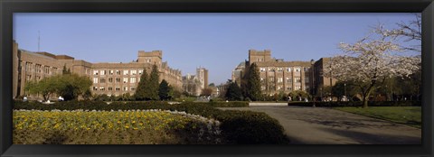 Framed Trees in the lawn of a university, University of Washington, Seattle, King County, Washington State, USA Print