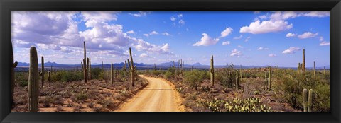 Framed Road, Saguaro National Park, Arizona, USA Print