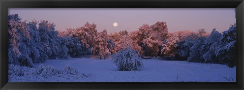 Framed Snow covered forest at dawn, Denver, Colorado, USA Print