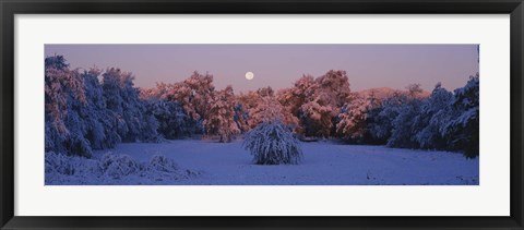 Framed Snow covered forest at dawn, Denver, Colorado, USA Print