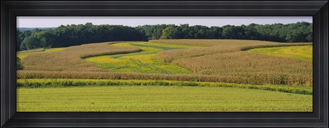 Framed Field Of Corn Crops, Baltimore, Maryland, USA Print