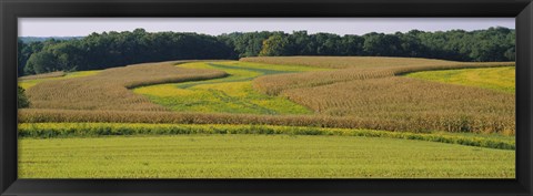Framed Field Of Corn Crops, Baltimore, Maryland, USA Print