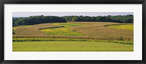 Framed Field Of Corn Crops, Baltimore, Maryland, USA Print