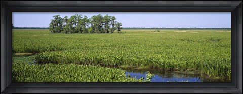Framed Plants on a wetland, Jean Lafitte National Historical Park And Preserve, New Orleans, Louisiana, USA Print