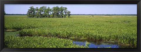 Framed Plants on a wetland, Jean Lafitte National Historical Park And Preserve, New Orleans, Louisiana, USA Print